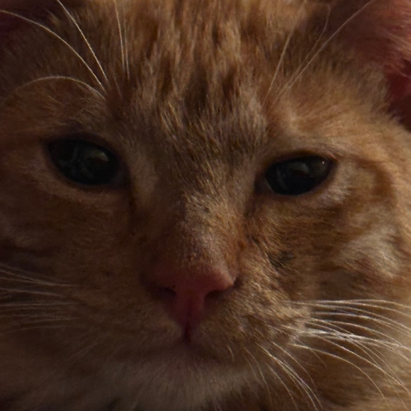 Meet your Posher, Carmen - Picture 1 of 1